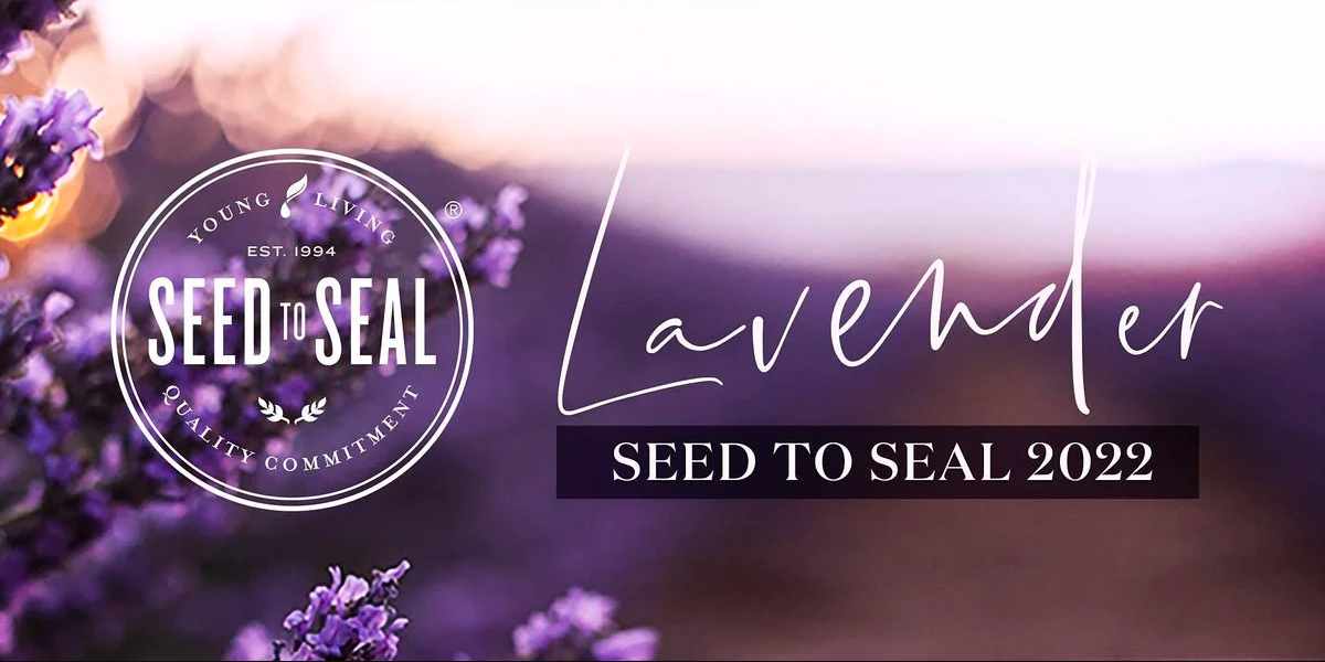 seed-to-seal-lavender